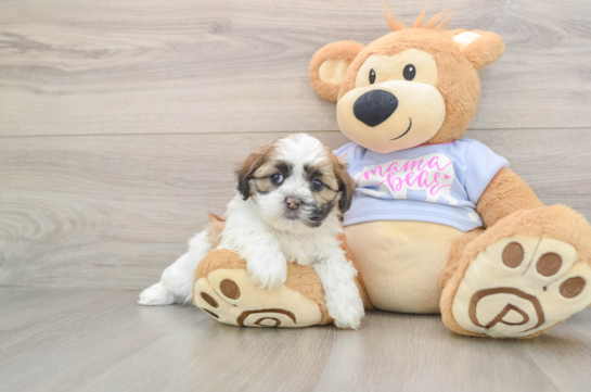 Teddy Bear Puppy for Adoption