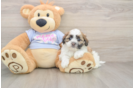 Teddy Bear Puppy for Adoption