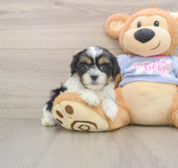 6 week old Teddy Bear Puppy For Sale - Puppy Love PR