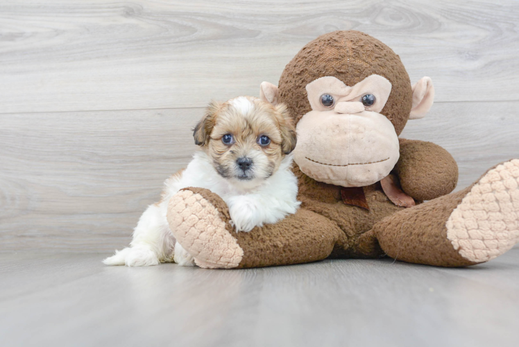 Meet Oreo - our Teddy Bear Puppy Photo 1/3 - Puppy Love PR Teddy Bear Puppy for Adoption