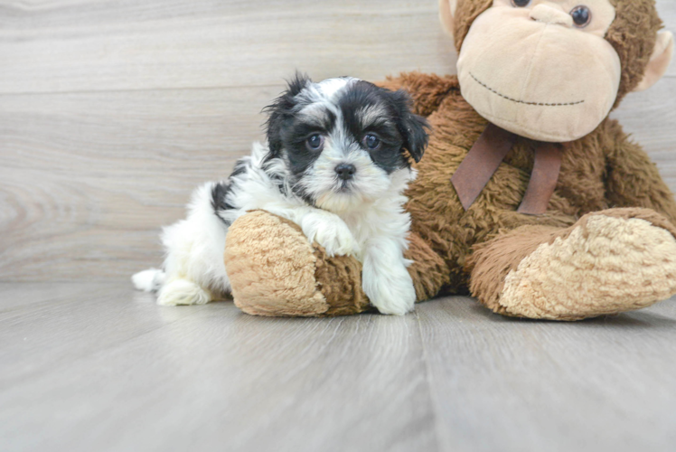 Meet Oreo - our Teddy Bear Puppy Photo 1/3 - Puppy Love PR Teddy Bear Pup Being Cute