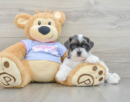 8 week old Teddy Bear Puppy For Sale - Puppy Love PR