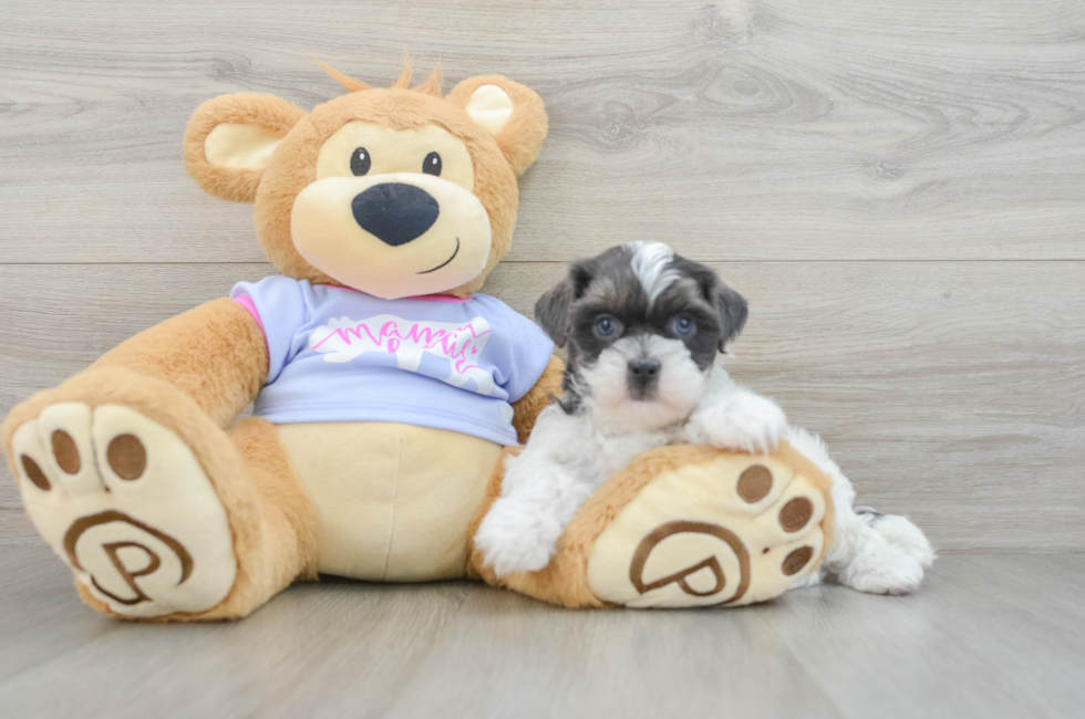 8 week old Teddy Bear Puppy For Sale - Puppy Love PR