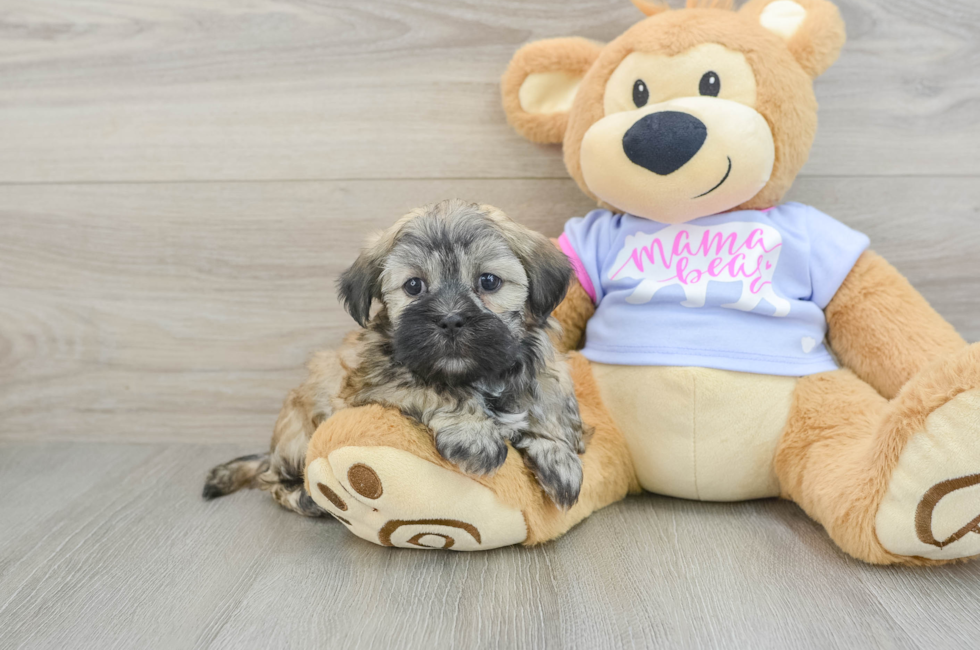 7 week old Teddy Bear Puppy For Sale - Puppy Love PR
