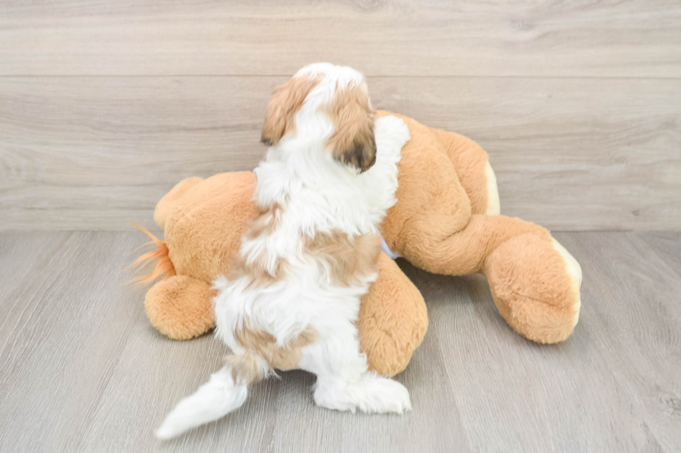 Teddy Bear Pup Being Cute