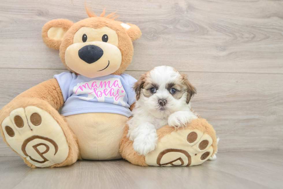 Best Teddy Bear Baby