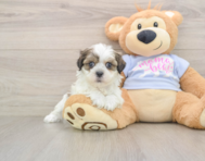 7 week old Teddy Bear Puppy For Sale - Puppy Love PR