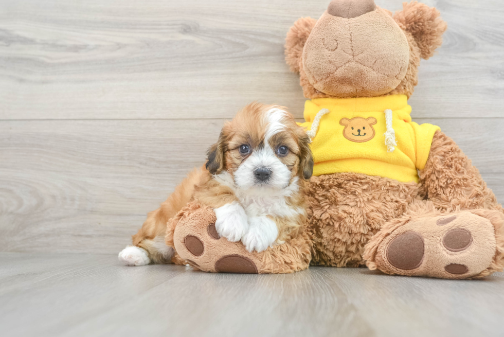 Best Teddy Bear Baby
