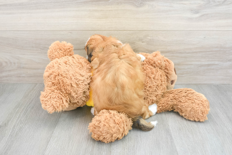 Petite Teddy Bear Designer Pup