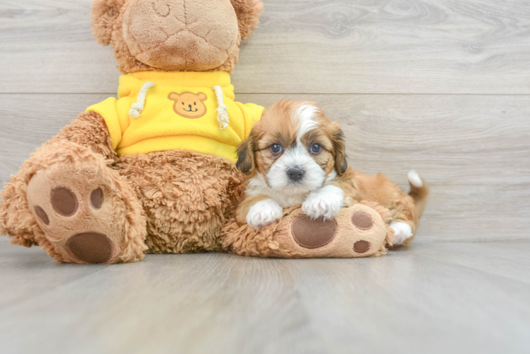 Happy Teddy Bear Baby