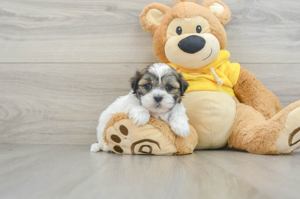 8 week old Teddy Bear Puppy For Sale - Puppy Love PR