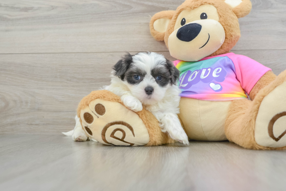 Petite Teddy Bear Designer Pup