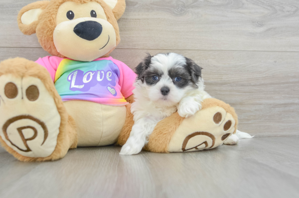 6 week old Teddy Bear Puppy For Sale - Puppy Love PR