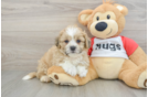 Popular Teddy Bear Designer Pup