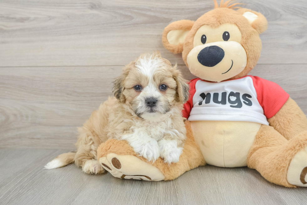 Popular Teddy Bear Designer Pup