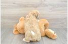 Teddy Bear Pup Being Cute