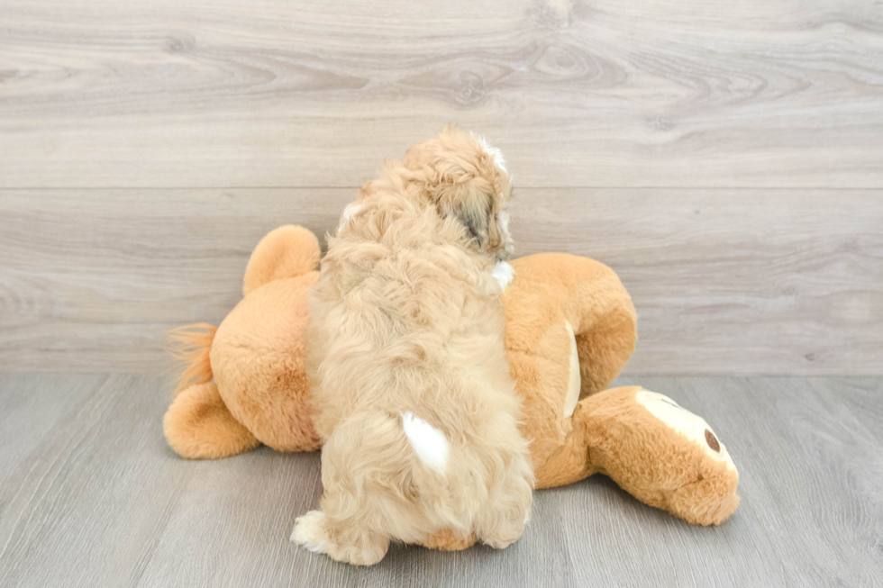 Teddy Bear Pup Being Cute