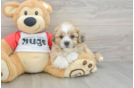 Teddy Bear Puppy for Adoption