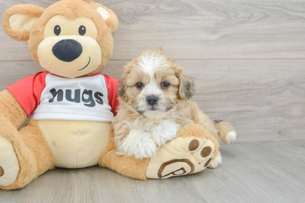 Teddy Bear Puppy for Adoption