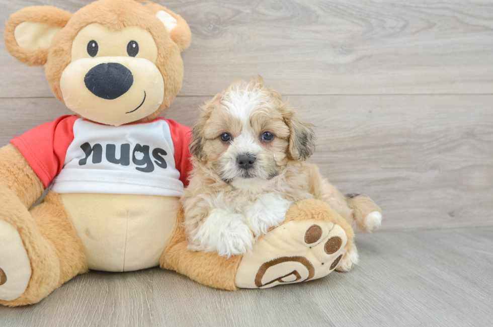 6 week old Teddy Bear Puppy For Sale - Puppy Love PR