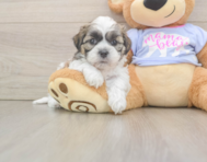 5 week old Teddy Bear Puppy For Sale - Puppy Love PR