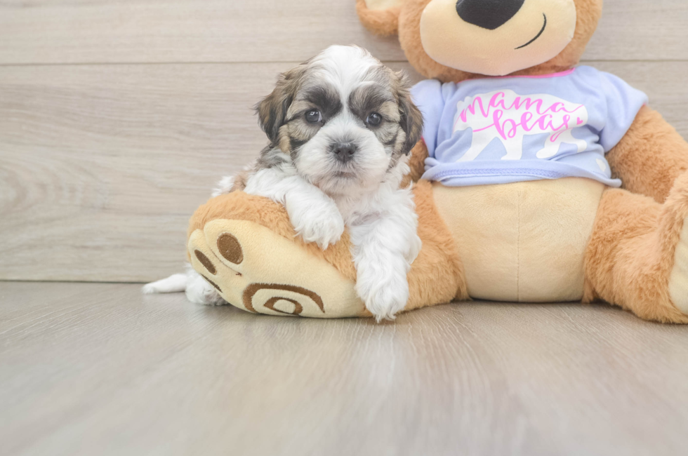 6 week old Teddy Bear Puppy For Sale - Puppy Love PR