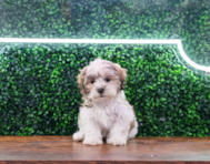 10 week old Teddy Bear Puppy For Sale - Puppy Love PR