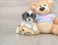 6 week old Teddy Bear Puppy For Sale - Puppy Love PR