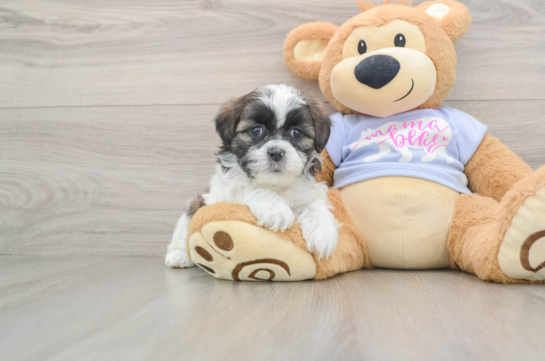 Teddy Bear Pup Being Cute