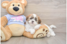 Teddy Bear Pup Being Cute