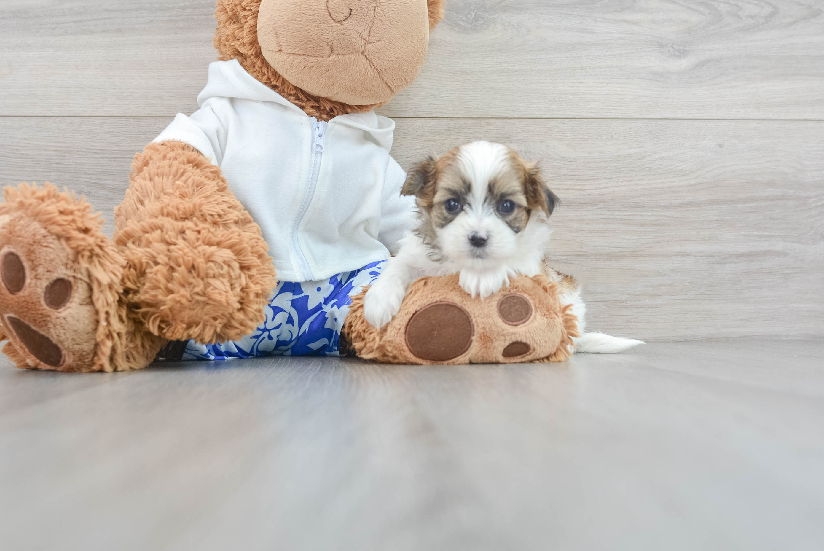 Best Teddy Bear Baby