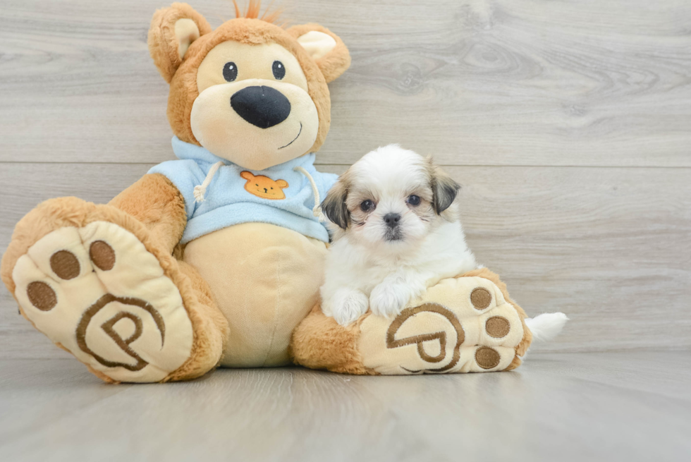 Teddy Bear Puppy for Adoption