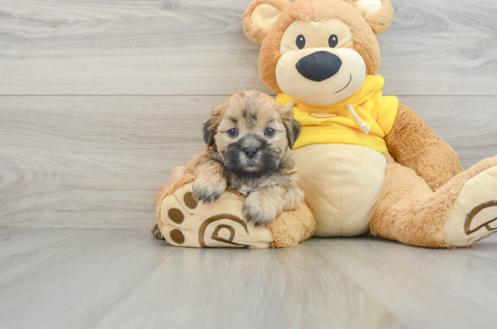 8 week old Teddy Bear Puppy For Sale - Puppy Love PR