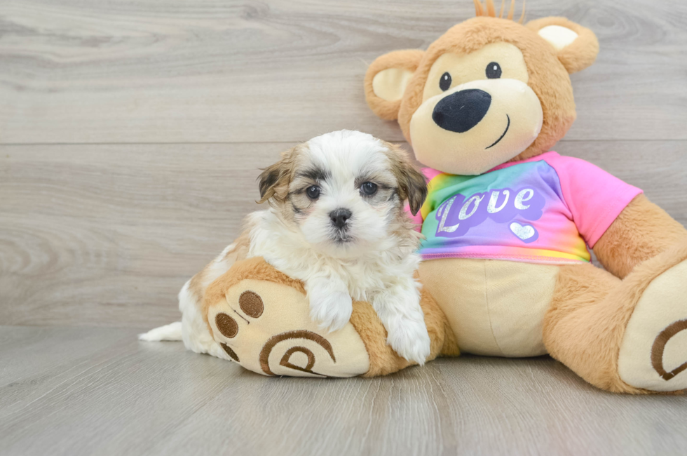 6 week old Teddy Bear Puppy For Sale - Puppy Love PR