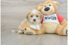 Best Teddy Bear Baby