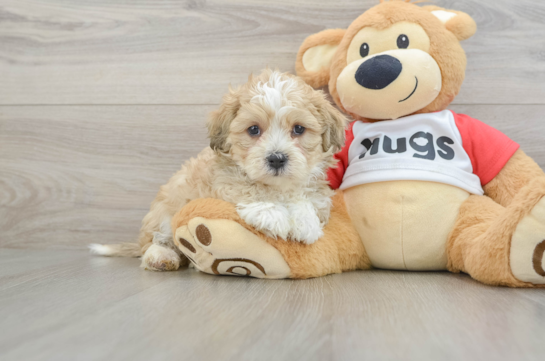 Best Teddy Bear Baby