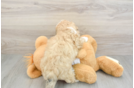 Teddy Bear Pup Being Cute