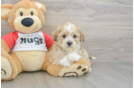 Cute Teddy Bear Baby