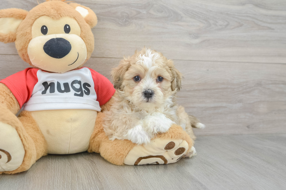 Cute Teddy Bear Baby