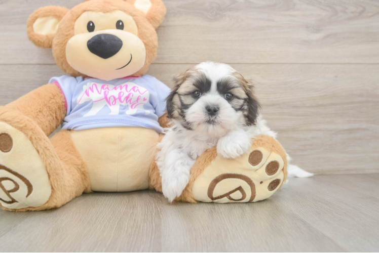 Cute Teddy Bear Baby