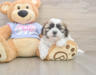 5 week old Teddy Bear Puppy For Sale - Puppy Love PR