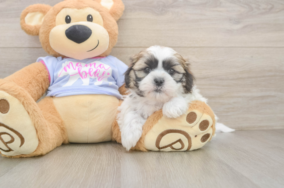 6 week old Teddy Bear Puppy For Sale - Puppy Love PR