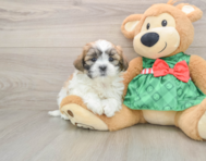 6 week old Teddy Bear Puppy For Sale - Puppy Love PR
