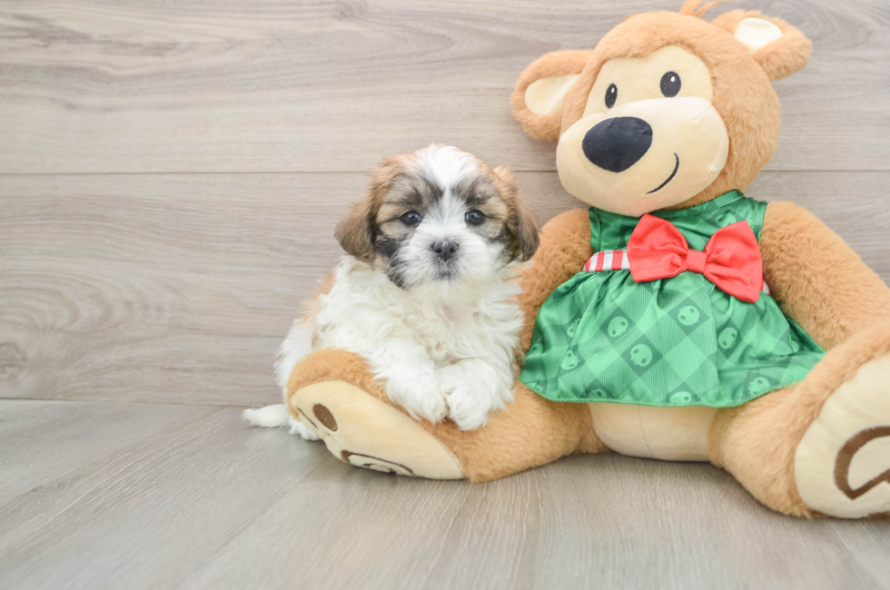 6 week old Teddy Bear Puppy For Sale - Puppy Love PR
