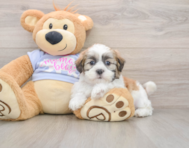 6 week old Teddy Bear Puppy For Sale - Puppy Love PR