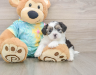 6 week old Teddy Bear Puppy For Sale - Puppy Love PR