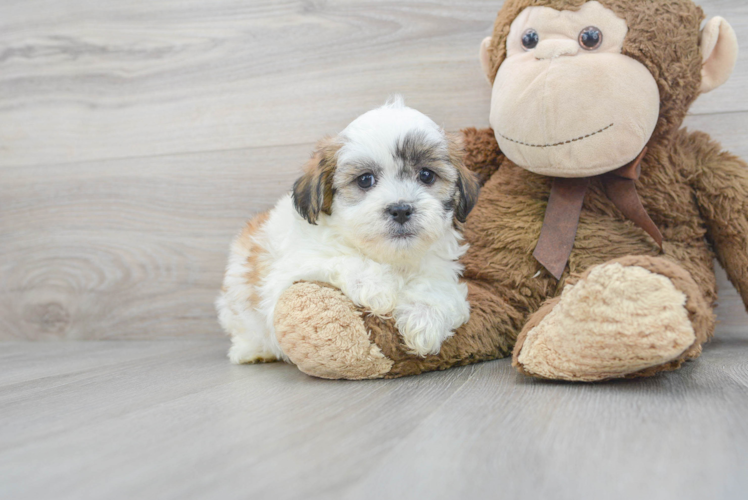 Meet Parson - our Teddy Bear Puppy Photo 1/3 - Puppy Love PR Petite Teddy Bear Designer Pup