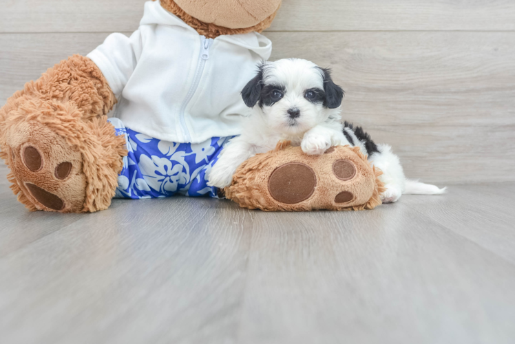 Meet Pebble - our Teddy Bear Puppy Photo 1/3 - Puppy Love PR Best Teddy Bear Baby