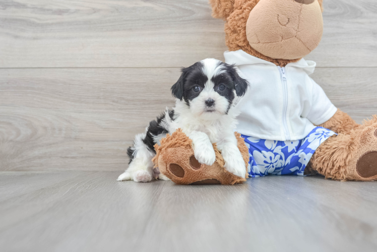 Meet Petal - our Teddy Bear Puppy Photo 1/3 - Puppy Love PR Hypoallergenic Shitzu Designer Puppy