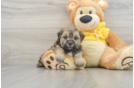 Teddy Bear Puppy for Adoption